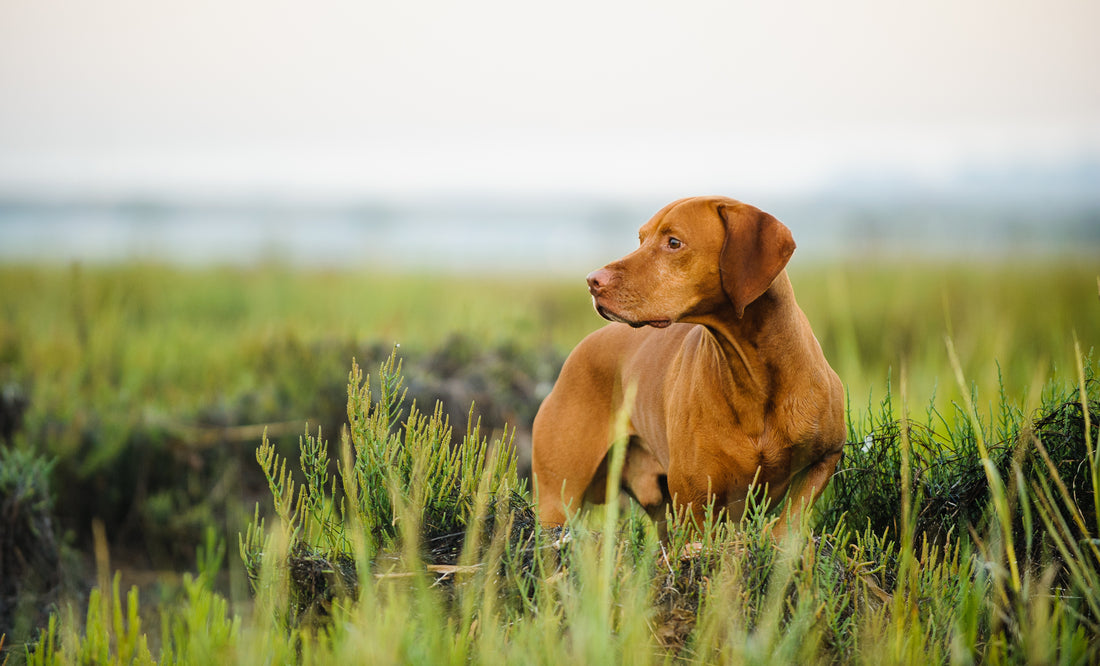 Exploring the Benefits of CBG for Pets: A New Frontier in Pet Wellness