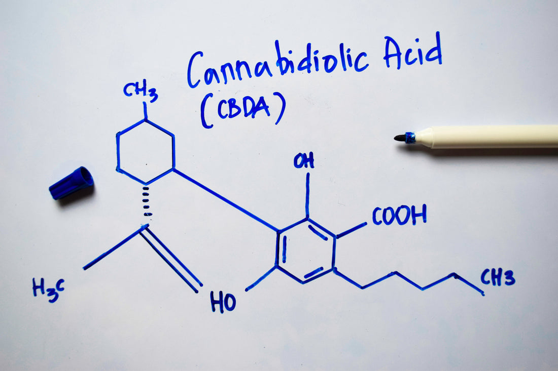 What is CBDA? Unlocking the Secrets of Cannabidiolic Acid